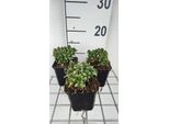 6 X Iberis Semp. Pink Ice® - Fiore A Nastro - Vaso 9 X 9 Cm