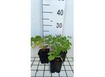 6 X Thalictrum Aquilegifolium - Ruta Dei Prati - Vaso 9 X 9 Cm