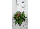 6 X Bergenia Cord. 'Rotblum' - Pseudodictamnus - Vaso 9 X 9 Cm