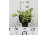 6 X Phlomis Russeliana - Erba Bruciata - Vaso 9 X 9 Cm