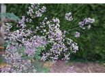 6 X Thalictrum Hybr. 'Elin' - Ruta Dei Prati - Vaso 9 X 9 Cm