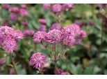 6 X Astrantia Major 'Star Of Beauty'® - Ombrello A Stella - Vaso 9 X 9 Cm