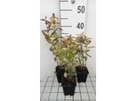 6 X Nepeta Kubanica - Erba Gatta - Vaso 9 X 9 Cm