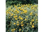 6 X Phlomis Fruticosa - Erba Di Fuoco - Vaso 9 X 9 Cm