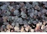 6 X Heuchera Hybr. 'Silver Gumdrop' - Campanula Viola - Vaso 9 X 9 Cm