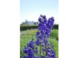 6 X Delphinium (P) 'Black Knight' - Delphinium - Vaso 9 X 9 Cm