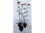 6 X Echinacea Purp. 'Irresistibile' - Sonnenhut - Topf 9 X 9 Cm