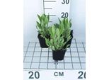 6 X Rudbeckia Fulgida Var. Deamii - Cavolfiore - Vaso 9 X 9 Cm