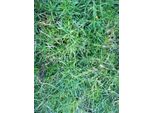 6 X Petrorhagia Saxifraga ( Tunica Saxifraga) - Petrorhagia - Vaso 9 X 9 Cm
