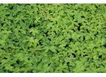 6 X Astrantia Major 'Snowstar'® - Ombrello A Stella - Vaso 9 X 9 Cm