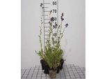 6 X Polemonium Caeruleum - Scala Di Giacobbe - Vaso 9 X 9 Cm