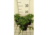 6 X Tiarella Hybr. 'Skeleton Key' - Fiore In Schiuma - Vaso 9 X 9 Cm