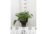 6 X Symphytum Grandiflorum - Comfrey - Vaso 9 X 9 Cm
