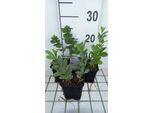 6 X Baptisia Australis - Pseudodictamnus - Topf 9 X 9 Cm