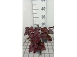 6 X Heuchera Hybr. 'Red Sea' - Campanula Viola - Vaso 9 X 9 Cm