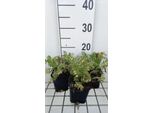 6 X Polemonium Caer. 'Brise D'anjou'® ('Blanjou') - Scala Di Giacobbe - Vaso 9 X 9 Cm