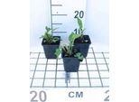 6 X Echinacea Purp. 'Rubinstern' - Sonnenhut - Topf 9 X 9 Cm