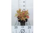 6 X Heuchera Hybr. 'Marmalade' - Campanula Viola - Vaso 9 X 9 Cm