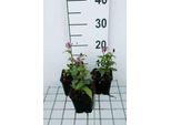 6 X Tricyrtis Form 'Dark Form' - Giglio Rospo - Vaso 9 X 9 Cm