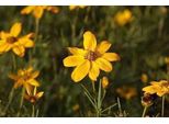 6 X Coreopsis Vert. 'Grandiflora' - Occhio Di Ragazza - Vaso 9 X 9 Cm