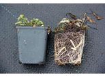 6 X Campanula Pyramidalis - Menta Di Montagna - Vaso 9 X 9 Cm