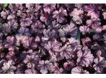 6 X Heuchera Hybr. 'Forever Purple' - Campane Viola - Vaso 9 X 9 Cm