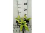 6 X Hosta Hybr. 'June'® - Hosta - Vaso 9 X 9 Cm
