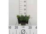 6 X Dianthus Delt. 'Brilliant' - Garofano - Vaso 9 X 9 Cm