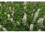 6 X Tiarella Hybr. 'Spring Symphony'® - Fiore Di Schiuma - Vaso 9 X 9 Cm