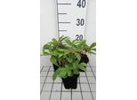 6 X Rodgersia Henrici - Foglia Di Mostra - Vaso 9 X 9 Cm