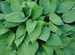 6 X Hosta 'Fort. Hyacinthina' - Hosta - Vaso 9 X 9 Cm