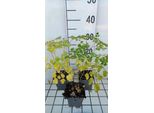 6 X Thalictrum Hybr. 'Splendide'® - Ruta Da Prato - Vaso 9 X 9 Cm