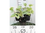 6 X Brunnera Macr. 'Jack Frost'® - Nontiscordardime Caucasico - Vaso 9 X 9 Cm