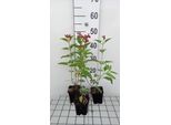 6 X Salvia Microphylla (Grahamii) - Muschio Stellato - Vaso 9 X 9 Cm