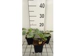 6 X Heucherella Hybr. 'Pink Fizz' - Fiore Di Schiuma Bastarda - Vaso 9 X 9 Cm