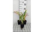 6 X Hemerocallis Hybr. 'Painted Trillium' - Daylily - Vaso 9 X 9 Cm