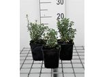 6 X Teucrium Lucidrys - Gamander - Vaso 9 X 9 Cm