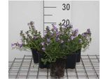 6 X Campanula Portenschlagiana ( Muralis) - Menta Di Montagna - Vaso 9 X 9 Cm