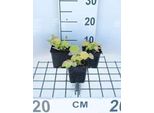 6 X Heuchera Hybr. 'Citronelle'® - Campanula Viola - Vaso 9 X 9 Cm
