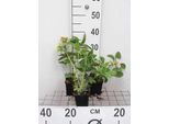 6 X Helleborus O 'Pretty Ellen Pink' - Rosa Lenticchia - Vaso 9 X 9 Cm
