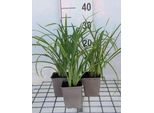 6 X Hemerocallis Hybr. 'Crimson Pirate' - Daylily - Vaso 9 X 9 Cm