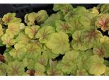 6 X Heuchera Hybr. 'Tiramisu' - Campane Viola - Vaso 9 X 9 Cm