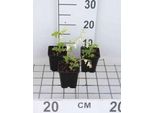 6 X Dicentra Spect. 'Alba' - Cuore Lacrimoso - Vaso 9 X 9 Cm