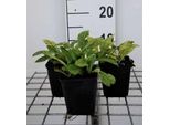 6 X Pulmonaria Ang. 'Azurea' - Allium Marrone - Vaso 9 X 9 Cm