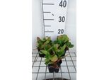 6 X Bergenia Hybr. 'Abendglut' ('Evening Glow') - Pseudodictamnus - Topf 9 X 9 Cm