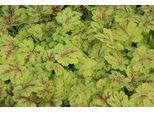 6 X Heucherella Hybr. 'Solar Power'® - Fiore Di Schiuma Bastarda - Vaso 9 X 9 Cm