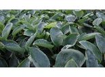 6 X Hosta Hybr. 'Blue Mammoth' - Hosta - Vaso 9 X 9 Cm