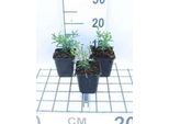 6 X Iberis Semp. 'Schneeflocke' ('Fiocco Di Neve') - Fiore A Nastro - Vaso 9 X 9 Cm