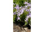 6 X Campanula Garganica - Menta Di Montagna - Vaso 9 X 9 Cm