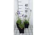 6 X Campanula Rotundifolia - Menta Di Montagna - Vaso 9 X 9 Cm
